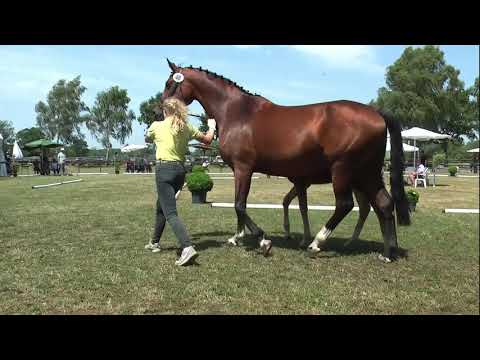 Sudweyher Fohlenschau 2019 - Kat.-Nr. 48