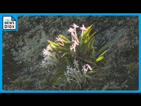 フランスで採取が禁止された植物の暗号を解読！トラブルを避けるためにも情報を知っておきましょう！  庭園