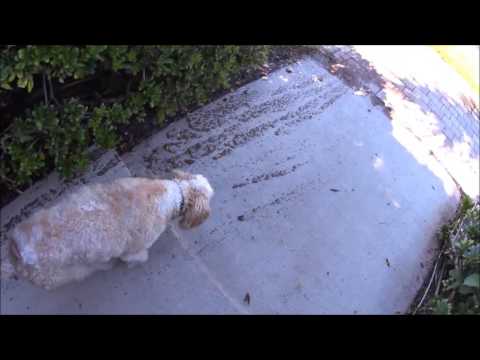 Lerner and Pooch - Small Breed Training video.