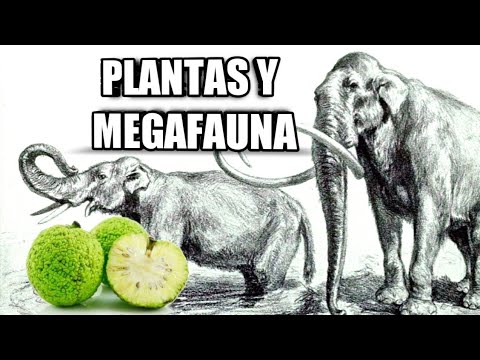 , title : '🐘 PLANTAS que extrañan a la MEGAFAUNA 🥭🥑🥝🍉'