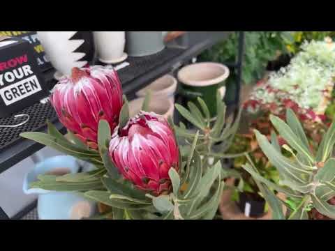 Collinsonia japonica、Keiskea japonica、霜柱植物