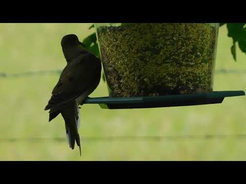 Mourning Dove On Feeder