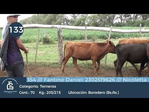 Lote Hembras - Baradero Bs As