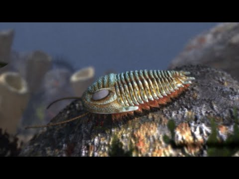 Trilobites are extinct - an arthropod from the Paleozoic Era