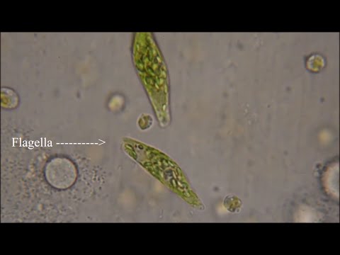 emberi paraziták következtetése hány pinworm petesejt fertőző