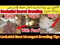 Cockatiel Top 5 Breeding Tips 2022 L Cockatiel Life Time Breeding Formula Cockatiel Breeding 3 Days