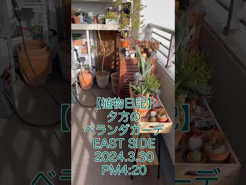 南向きのベランダに植える植物はどれ？太陽を愛する必須の6種  庭園