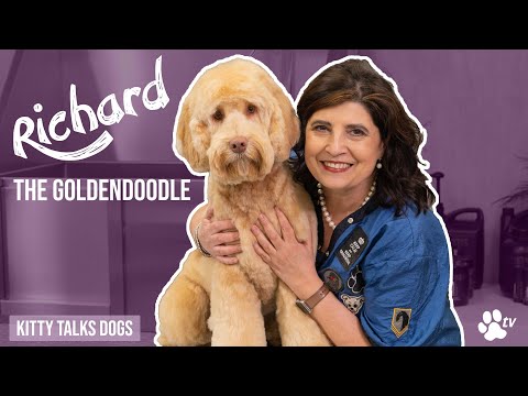 Grooming Richard the goldendoodle | Kitty Talks Dogs -TRANSGROOM