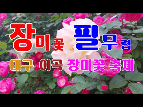 대구 이곡 장미공원「2023 장미꽃 필Feel 무렵」축제