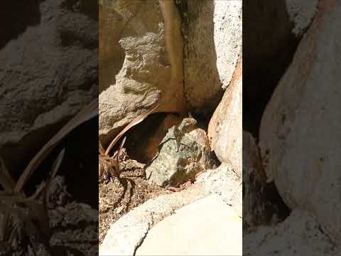 野生のミツバチに適した営巣補助具 自然と動物