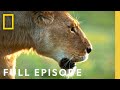 African Queens Lions Vs Hyenas Full Episode Queens NatGeo