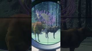 I Spent *100+ HOURS* For This Trophy | Hypifed | theHunter : call of the wild