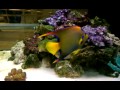 Queen Angel Fish 