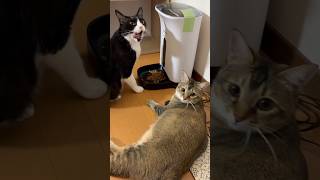 それぞれの食べ方 #shorts