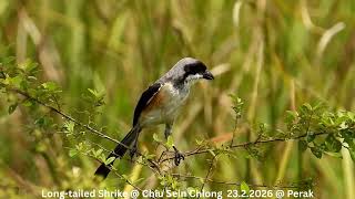 Download lagu Burung Cekakak Ekor Panjang @ Chiu SC DSCN2162 mp3 Download lagu Burung Cekakak Ekor Panjang @ Chiu SC DSCN2162 mp3