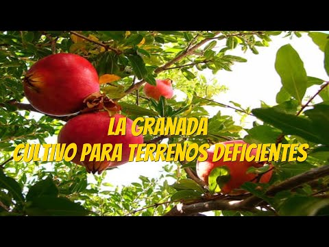 , title : 'La Granada un cultivo para terrenos deficientes'
