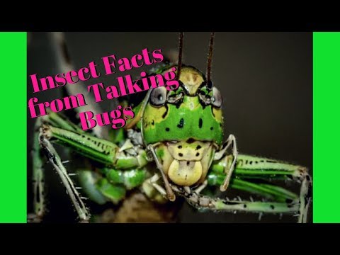 WOW! Talking Insects Learn about Bugs from Talking Insects