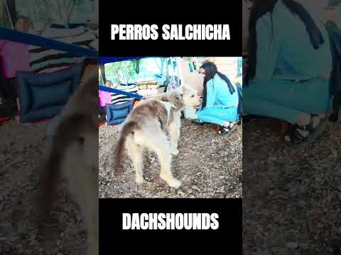 🐕🌳 Salchichas en Acción: Paseo en el Parque 2 de Febrero | Resistencia Chaco