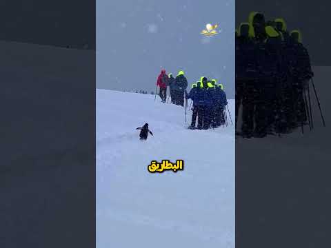 لماذا يُمنع لمس البَطْرِيق حتى لو اقترب منك؟