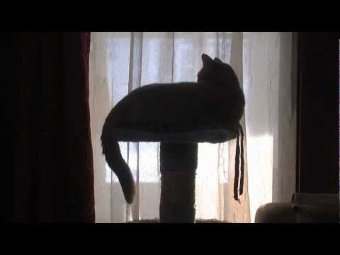 Sad Minecraft Cat (Cobie Edition)