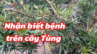 Identifying diseases on Chinese juniper trees | Chinese juniper trees have hemorrhoids