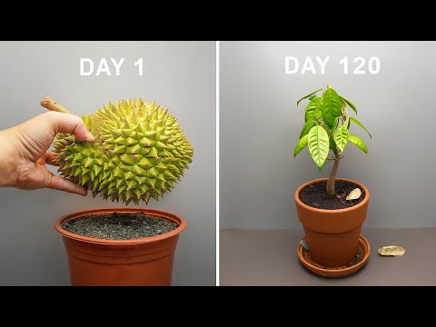 DURIAN TREE Growing From Seed Time Lapse - 120 Days