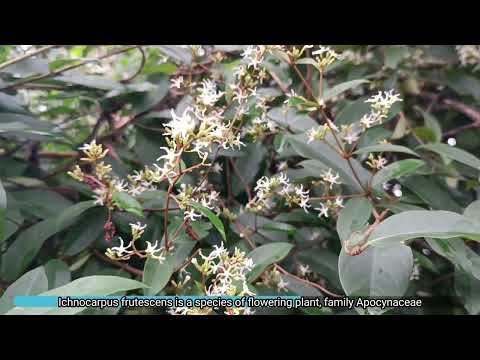 Ichnocarpus frutescens, species of flowering plants, family Apocynaceae, climber, Dr. Sanjeet Kumar