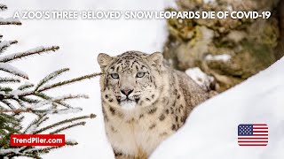 Download lagu A zoo’s three ‘beloved’ snow leopards die of covid 19 mp3 Download lagu A zoo’s three ‘beloved’ snow leopards die of covid 19 mp3