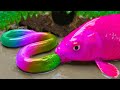 Mud Survival Fun Pink Koi Fish Swallows Rainbow Fish, Colorful Fish Primitive Stop Motion ASMR