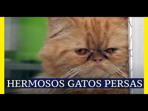 Curiosidades de los GATOS PERSAS