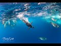 Emperor Penguins Diving Underwater In Antarctica