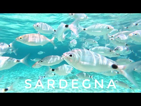 Un' esperienze indimenticabili  nuotare con i Pesci in Sardegna Villasimius  4k