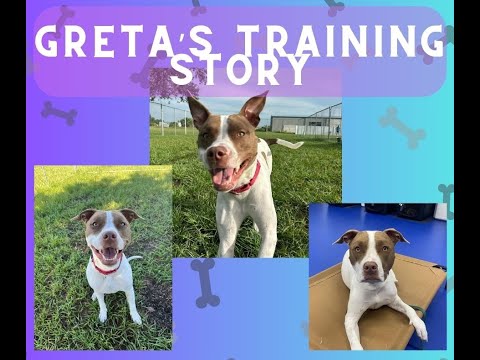 Advanced Canine Development,LLC video.