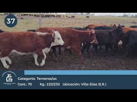 Lote M Y H - Villa Elisa E Rios