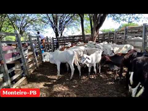 Feira de gado de Monteiro-PB @pedroflorencio