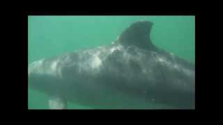 preview picture of video 'Dolphins In Koombana Bay, Bunbury'