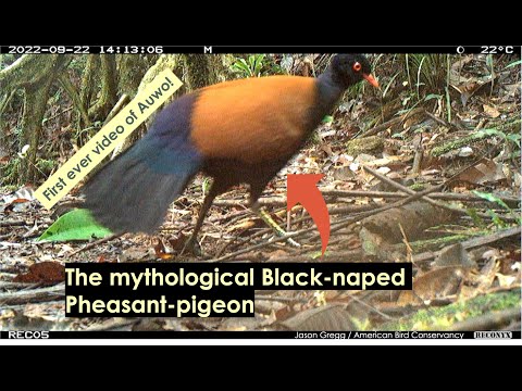 First ever video of Black-naped Pheasant-pigeon (Auwo)!