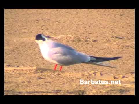 Charrán común ( Sterna hirundo )