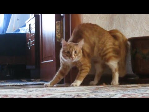 Adrenaline Cats | Funny Cat Video Compilation 2020