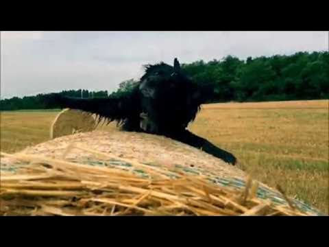 Happy Dog Just Wants To Roll Around On A Bale Of Hay
