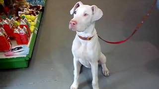 Daisy Great Dane Puppy is Deaf