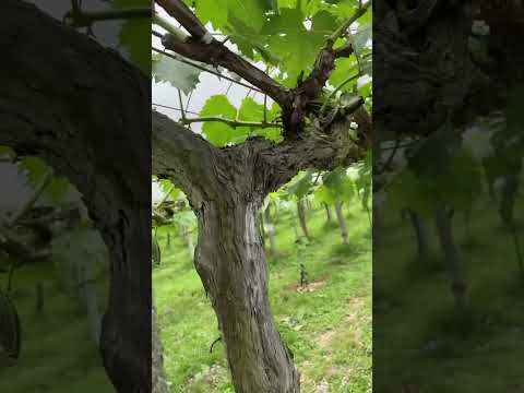 果樹の早期開花を遅らせ、回避するにはどうすればよいですか? + アイスセインツ 2024 の日程  庭園