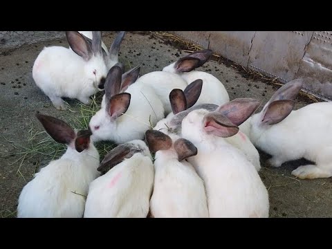 vizită la Nicu Taran crescător si multiplu campion la rasa uriaș de Transilvania 0766366928 contact