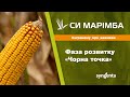 Насіння кукурудзи СИ МАРІМБА