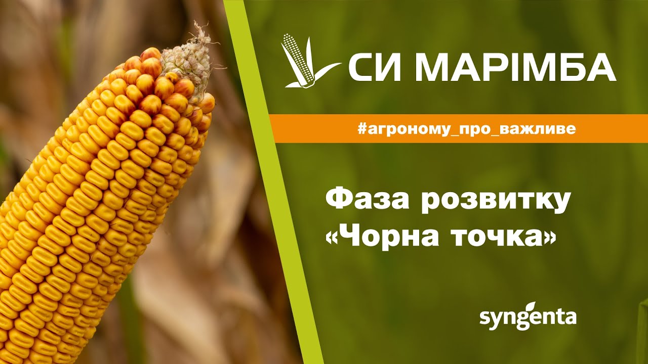 Насіння кукурудзи СИ МАРІМБА