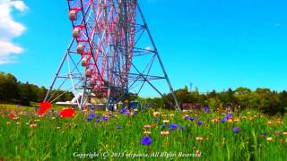 Ferris wheel and flower garden   Time lapse Miniature fake　観覧車 と お花畑 チルトシフトスタジオ