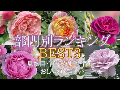 最も香りのよいバラの品種トップ 5: 歴史、栽培、維持管理  庭園