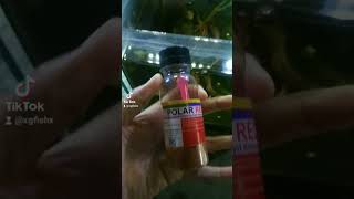 Download lagu Pakan anak ikan dan udang hias Polar Red Artemia dlm bentuk bubuk #fyp #ikanhias #glofishtetra #tank mp3 Download lagu Pakan anak ikan dan udang hias Polar Red Artemia dlm bentuk bubuk #fyp #ikanhias #glofishtetra #tank mp3