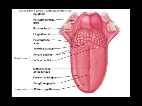 Chapter 23 Digestive System Part2