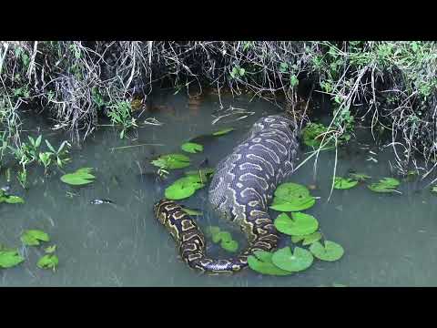 10 Key Differences Between Anacondas and Pythons